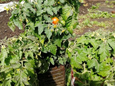 В Кузбассе спелые томаты начинают радовать хозяев: какие сорта опережают остальных