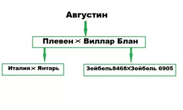 Виноград Августин: Все, что нужно знать о популярном сорте