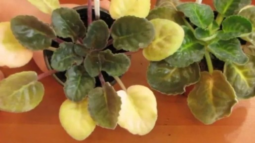 ��� ����� ������� �������� ������ �� 15 �����