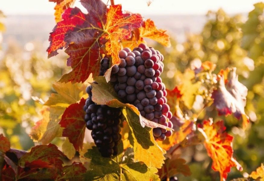 �������: ���������������� ���, ��� ����� � ����� �������������