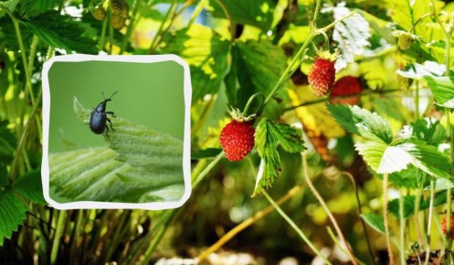 Долгоносик на клубнике: советы по борьбе с вредителем