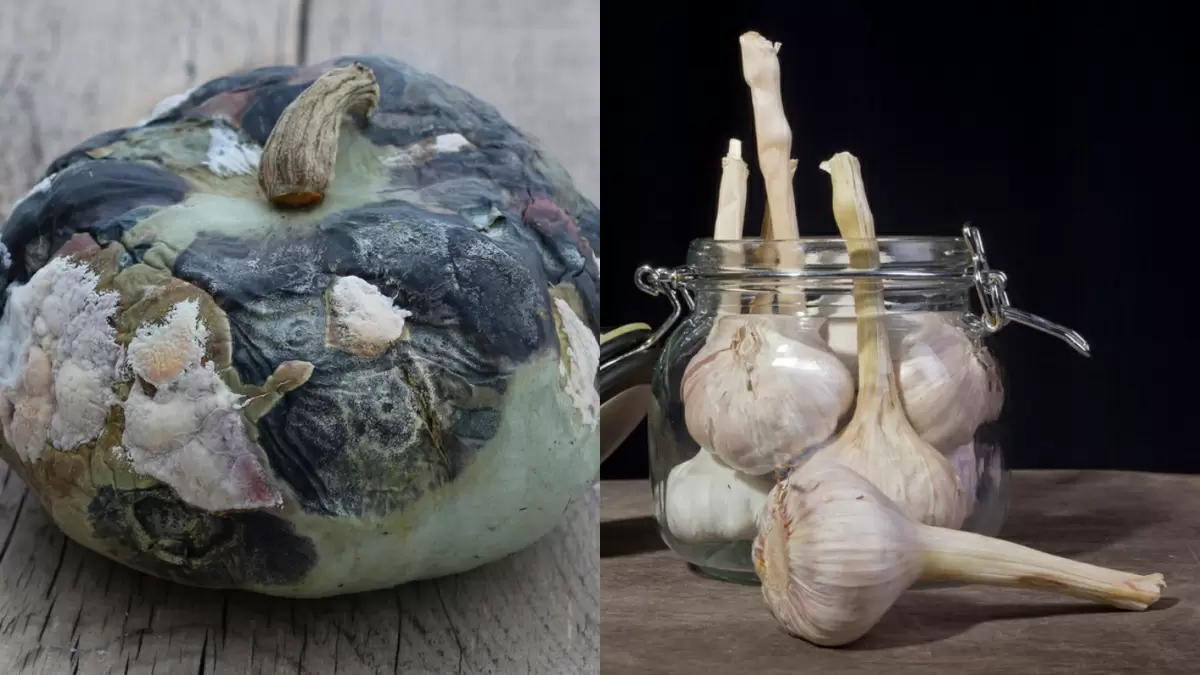 Как сохранить чеснок до нового урожая: секреты латыша