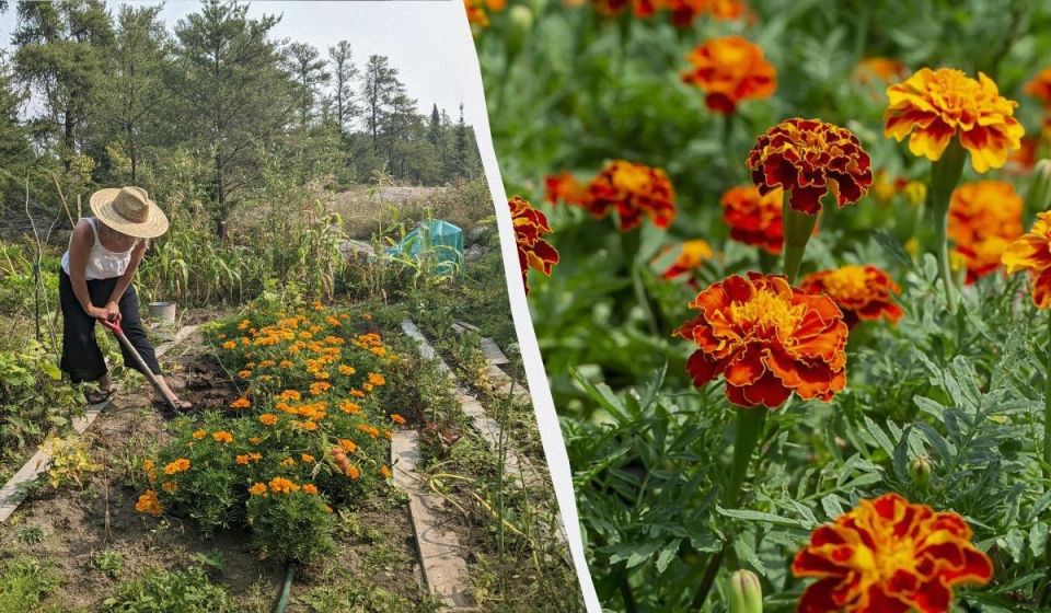 ������ ��������� �� ����