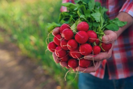 Секреты раннего редиса: 5 сортов для быстрого и вкусного урожая