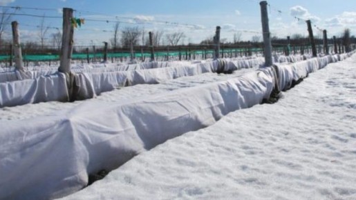 Укроем виноград: секреты успешной зимовки для крепкого урожая