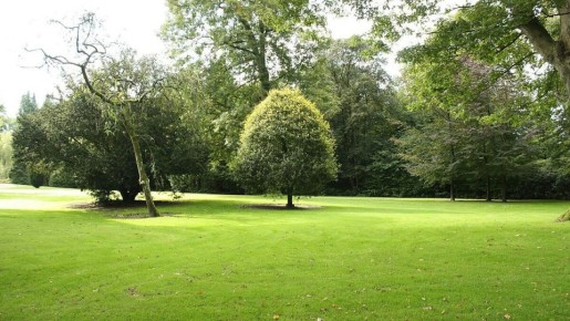 Как вернуть газону жизнь после зимы: простые секреты по реанимации