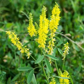 ������� �����������: ��� ������� ��������� �������� ��� ������ �������