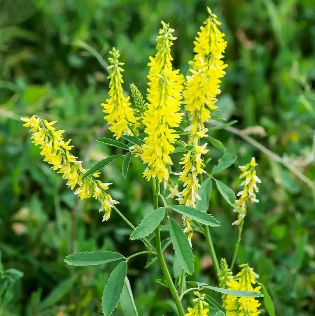 Секреты урожайности: как выбрать идеальные сидераты для вашего огорода