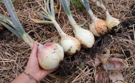 ����� ���� �������� ������ ����: ������ ��� � ������ ���������