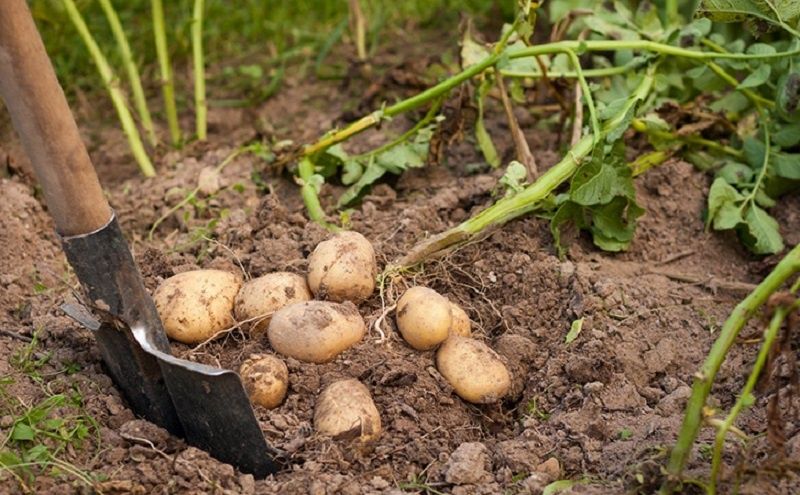 ���������� ������� ������ ��������� � ������� ���������