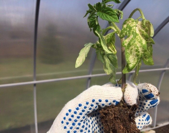 ������ ����� ����� �� ������� �������� ����� ���� �� ��� �������, ��� �������