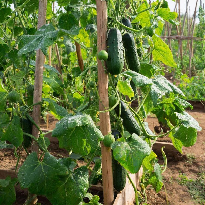 �������: ��������� ������ ��� ������������� �������