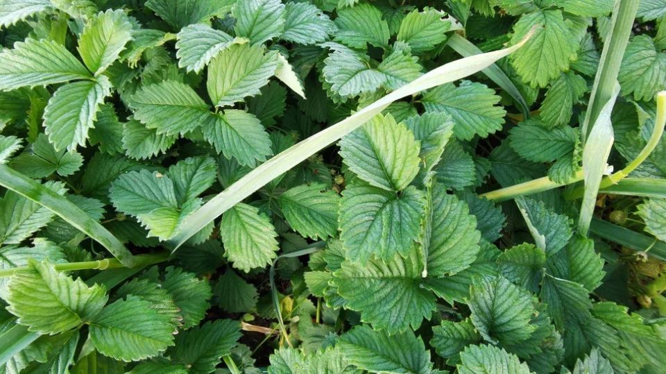 ������������ ������: ������� ��� ������� ��� ������ ����?