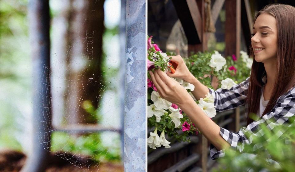 ����� ������ ������: ����������� ������� ��� ������� �������