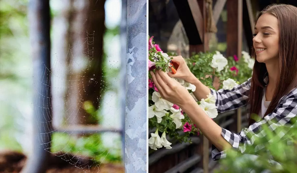 Уксус против пауков: неожиданные секреты для чистого балкона