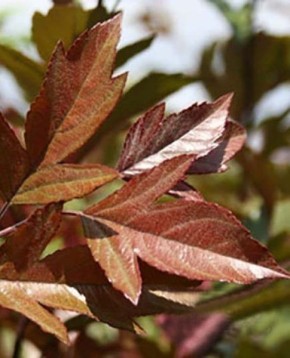 Яблоня Директор Мурланда: яркий акцент для вашего сада