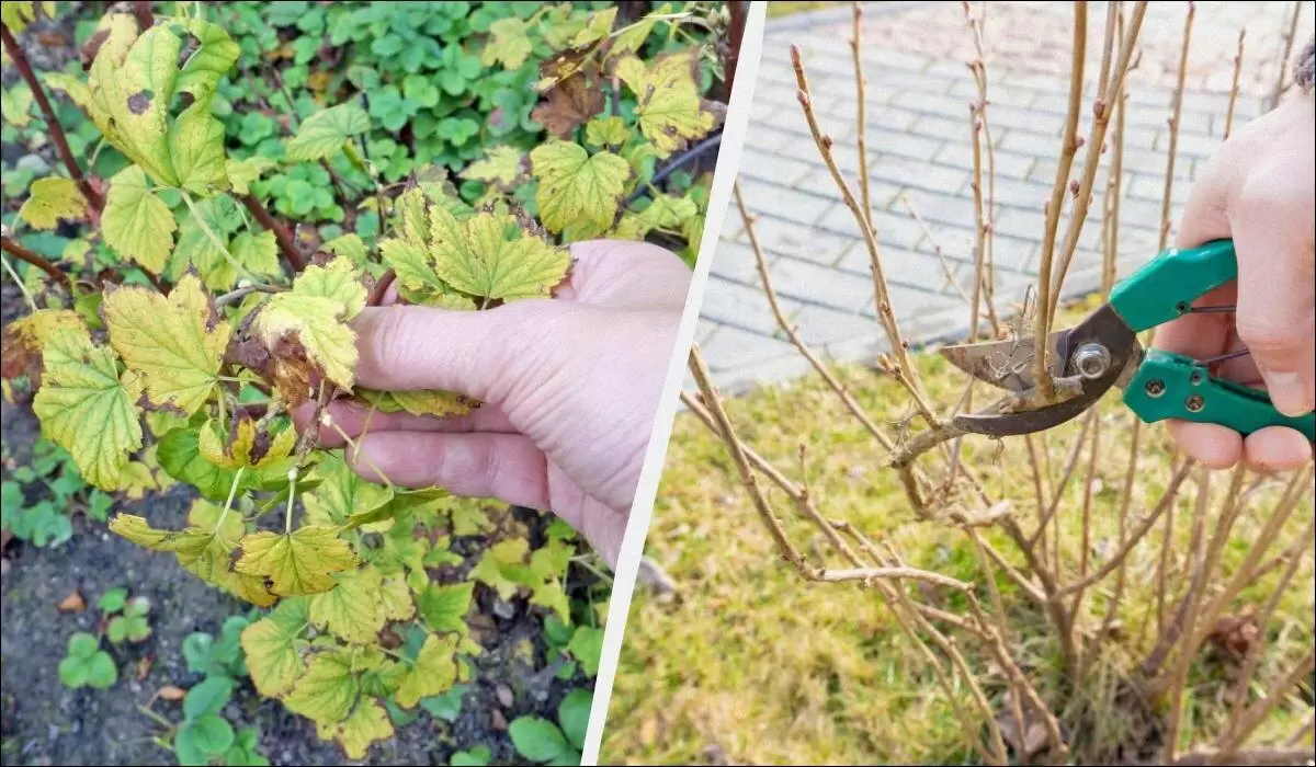 Заготовка смородины: секреты обрезки перед зимним периодом