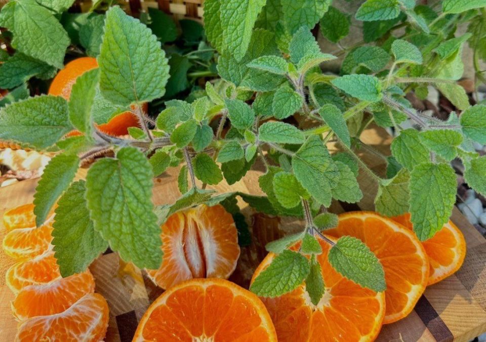 ��� ������������ ������� ����� ����� ����� ������� ���