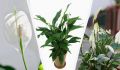Спатифиллум подаёт сигнал SOS: как правильно пересаживать растение и зачем это нужно
