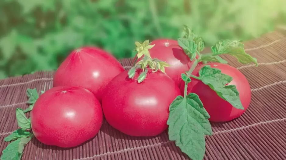 Топ-7 розовых сортов томатов для вашего огорода в 2026 году