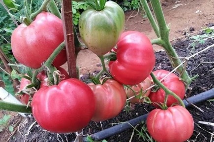 ����� ���������: ��� ��������� ��������� �������� �� ����� ������� � 2025 ����