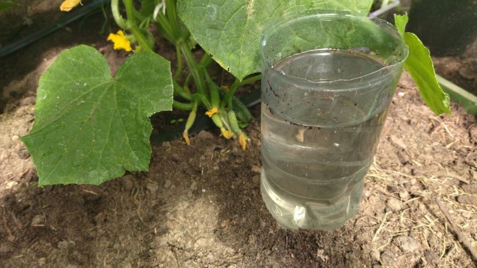 ��� ��������� ������ ���������� �����: �������, ������� ���������