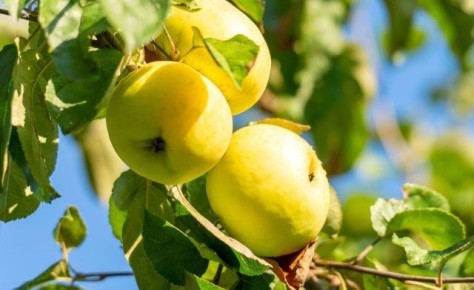 Возвращение классики: забытые сорта яблонь снова в моде
