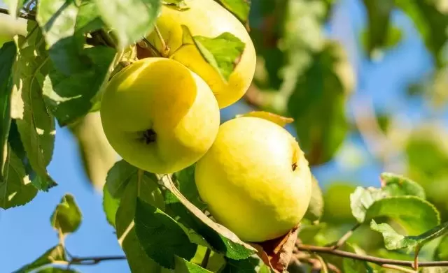 Возвращение классики: забытые сорта яблонь снова в моде