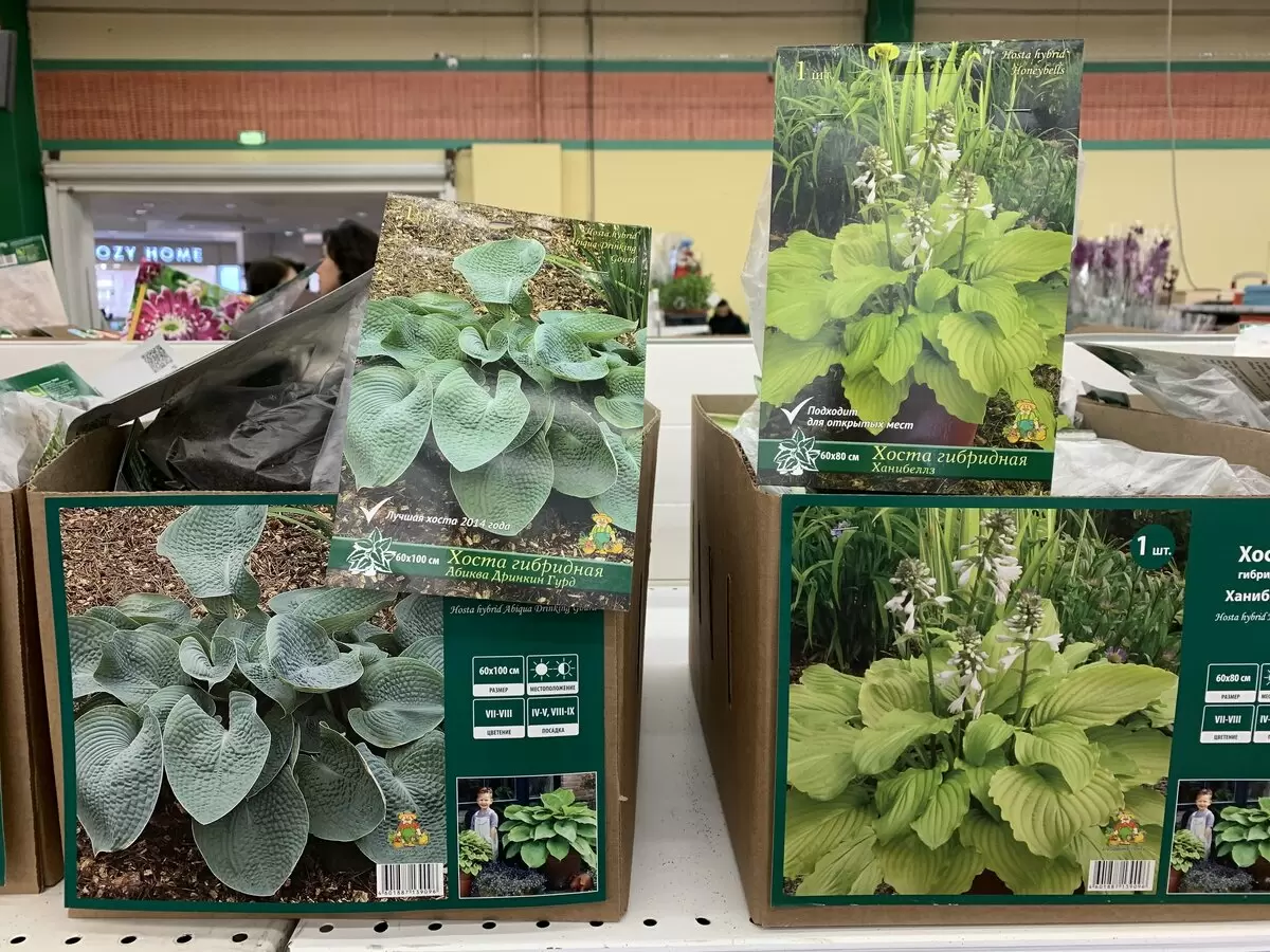 Как правильно хранить растения до посадки: советы по сохранности корешков