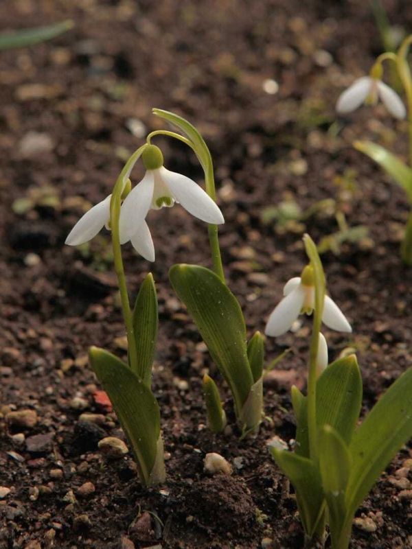 ���������� ��������: ���� �����, � ������� ����� �����