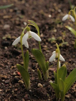 Подснежник Воронова: чудо весны, о котором стоит знать