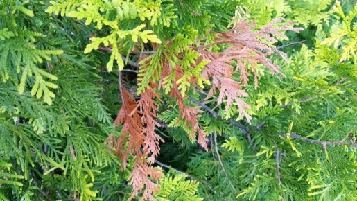 Почему туя желтеет и как помочь