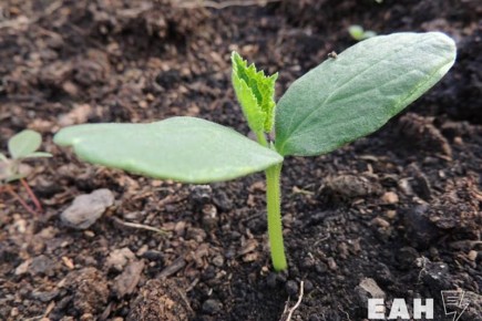 ����������� �����: ����������� �� ������������� �������