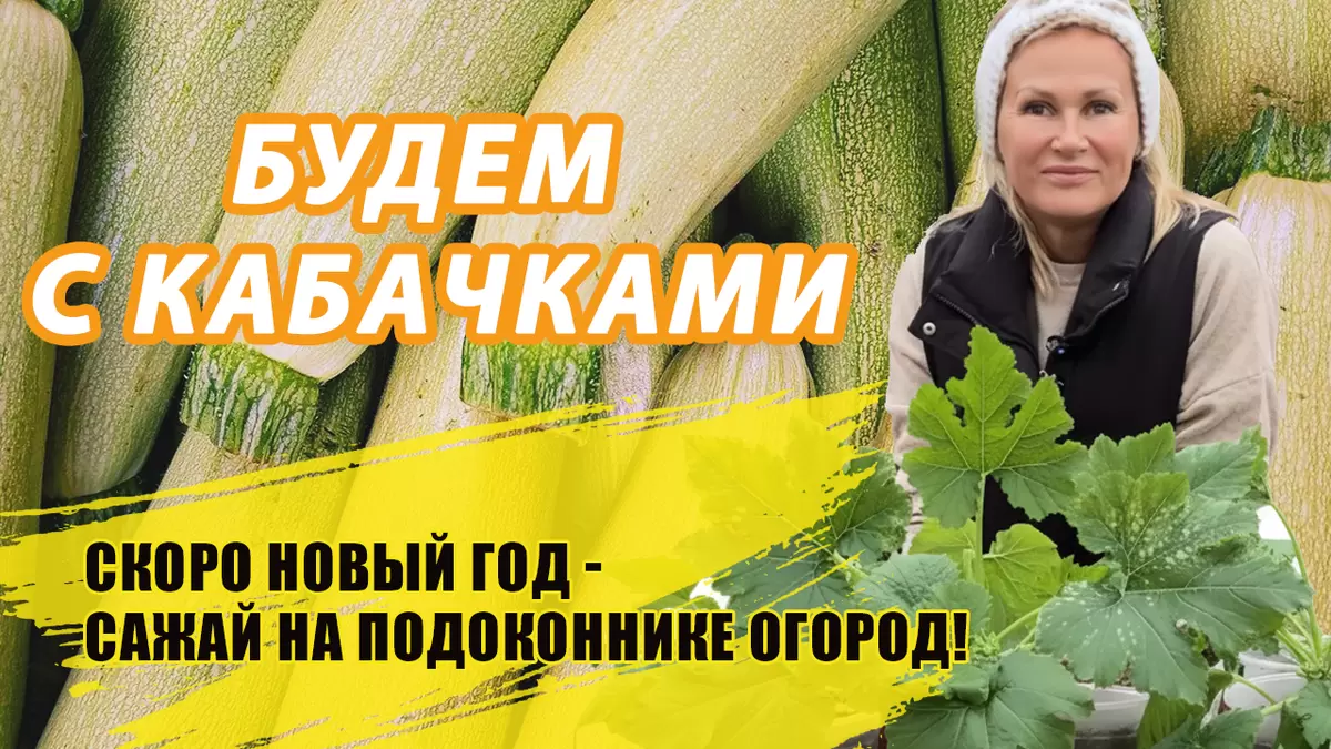 Кабачки на подоконнике: секреты успешного выращивания