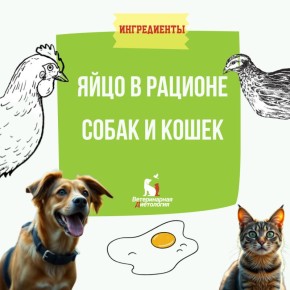 Полезные свойства яиц для домашних любимцев: как правильно включить в рацион