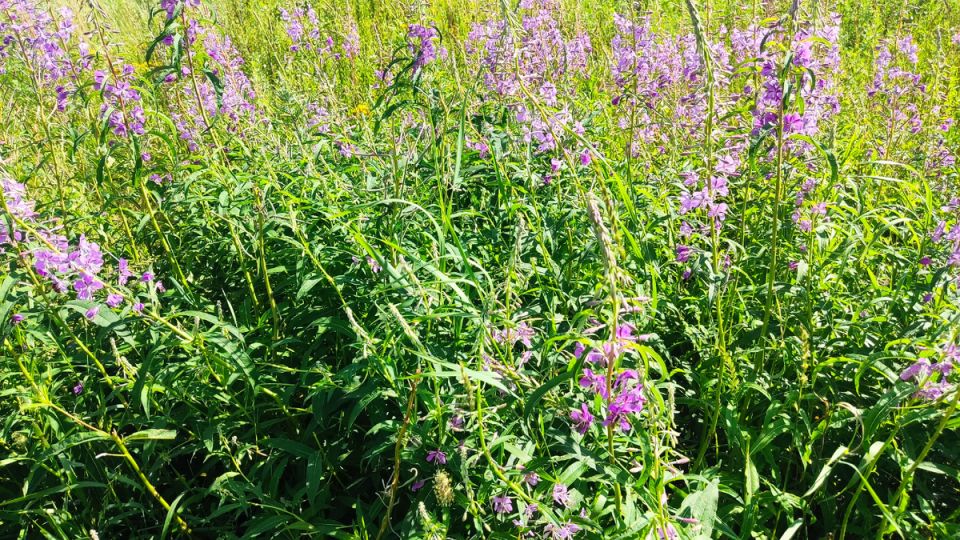 ����-���: ��������� ����� � ������������� ����������� �������