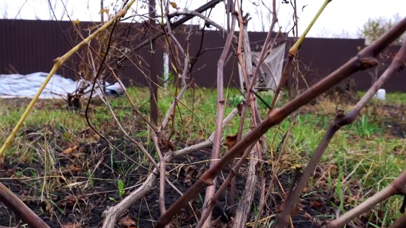 ��� ������� ��������� ������� ��� �����������: ������� ��������� ������