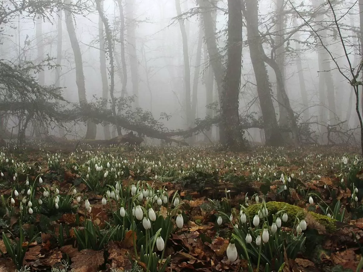 Почему подснежник цветет даже в морозы