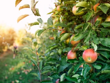 ������� ����������� ������������: ��� ���������� ������ ����� � ���� ������ ���