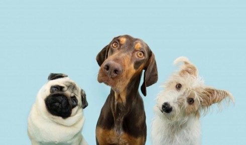 Почему собаки наклоняют голову: милое проявление интеллекта