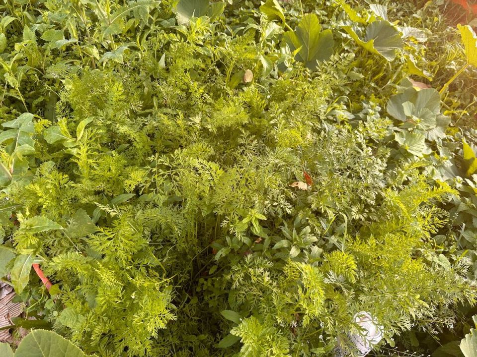 ��� ������ ������ �������� �� ����� �� ������: ������ ��� ��������