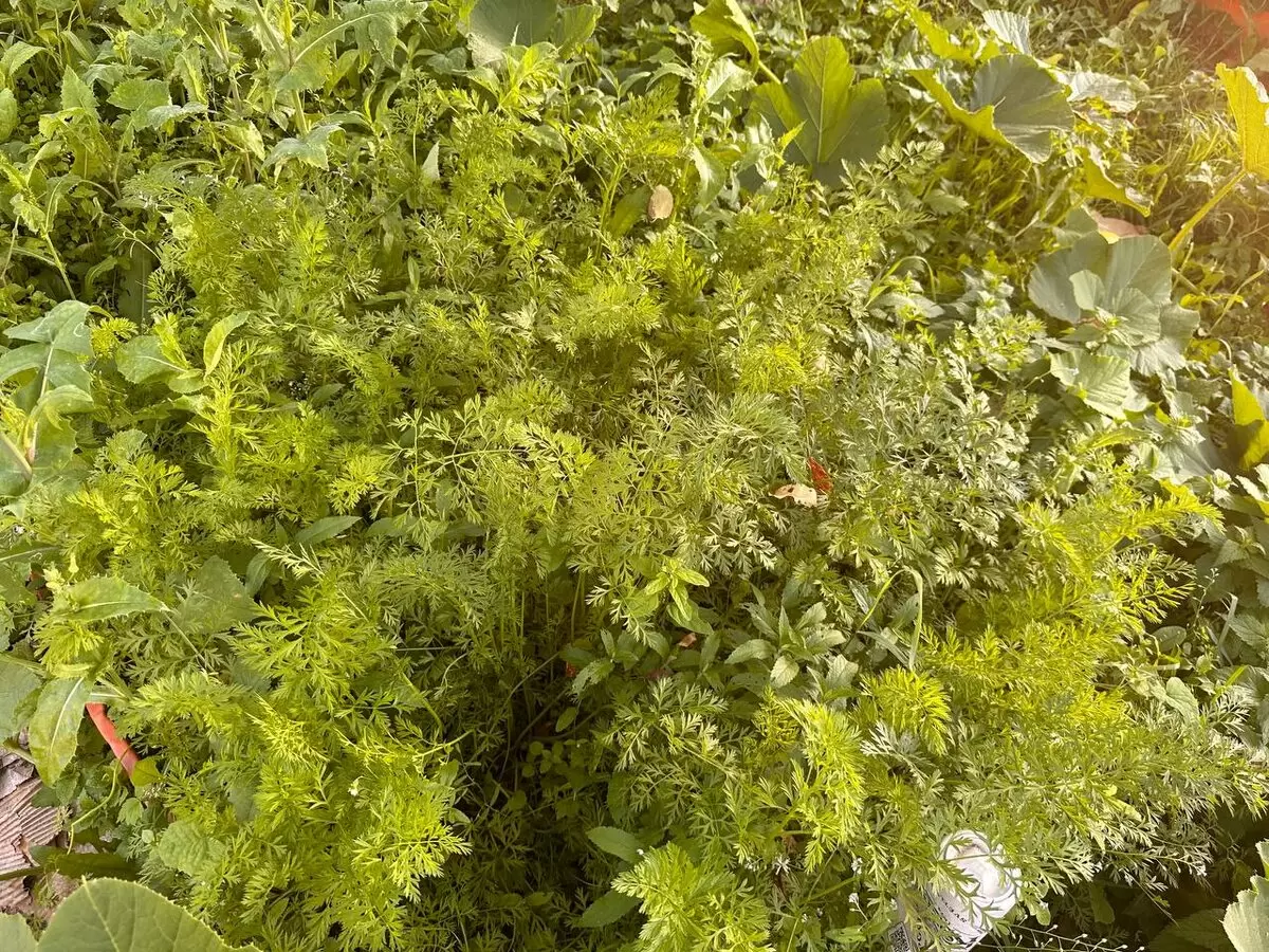 Как спасти мелкую морковку за месяц до уборки: советы для дачников