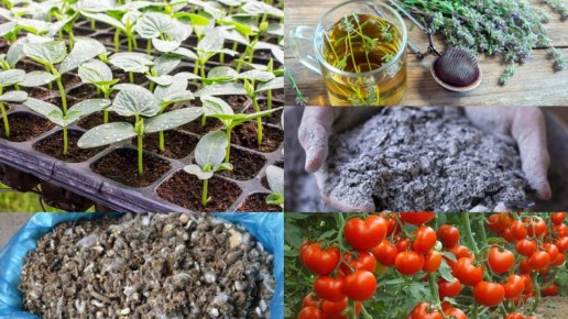 ���-���������� �� ����� �������: ��� ����������� ����������� ��������� ��� �������