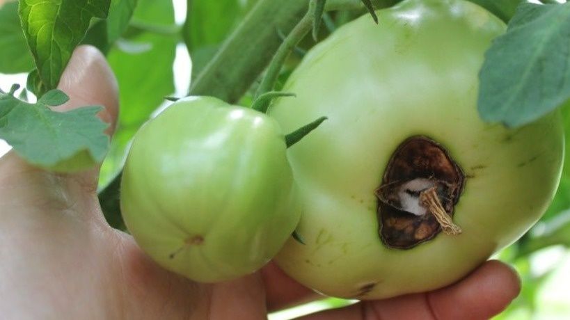 ����������� ����� ��������� ����� �� �������: ������� � ����������� �������