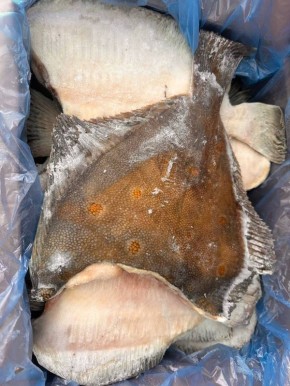 Камбала черноморская