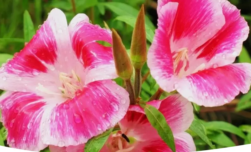 Калифорнийская роза: магия цветения годеции в вашем саду