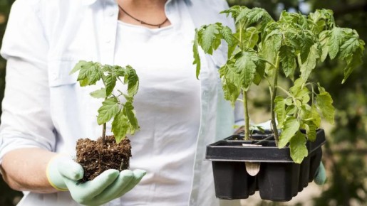 ��� ������� �������� ����������� ������� ������� ��������� �� ���������