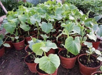 ��� ������ ���������� ������� ������: ��� ����������� ������