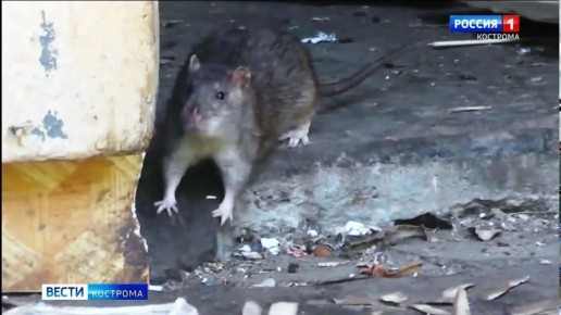 � ����������� ������� ������� �������������� ��������������� ����������