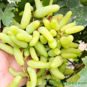 �������� ���������� �����: ����� � ��������� �����, ���������� ������